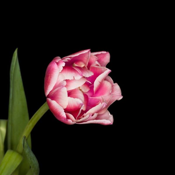 fotoafdruk tulp